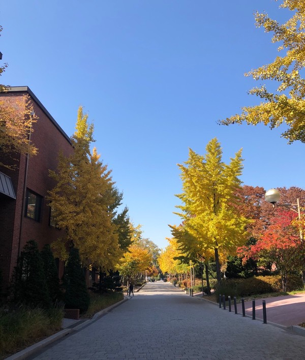 Yellow trees with clear sky in the main road bring students up so high.